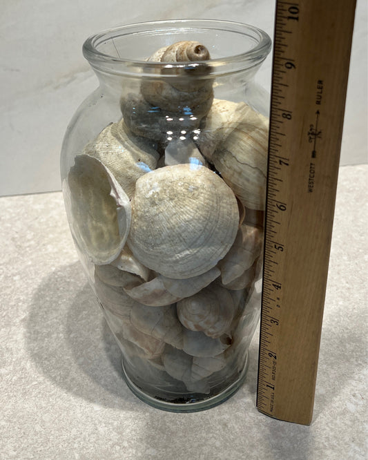 Jar of Shells