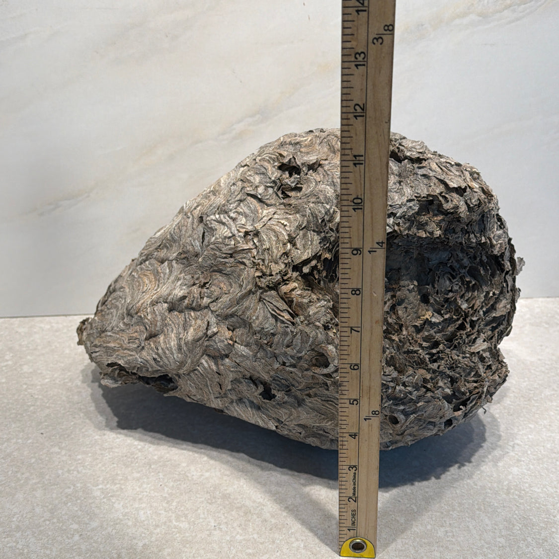 Wasp Nest
