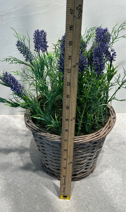 Plant