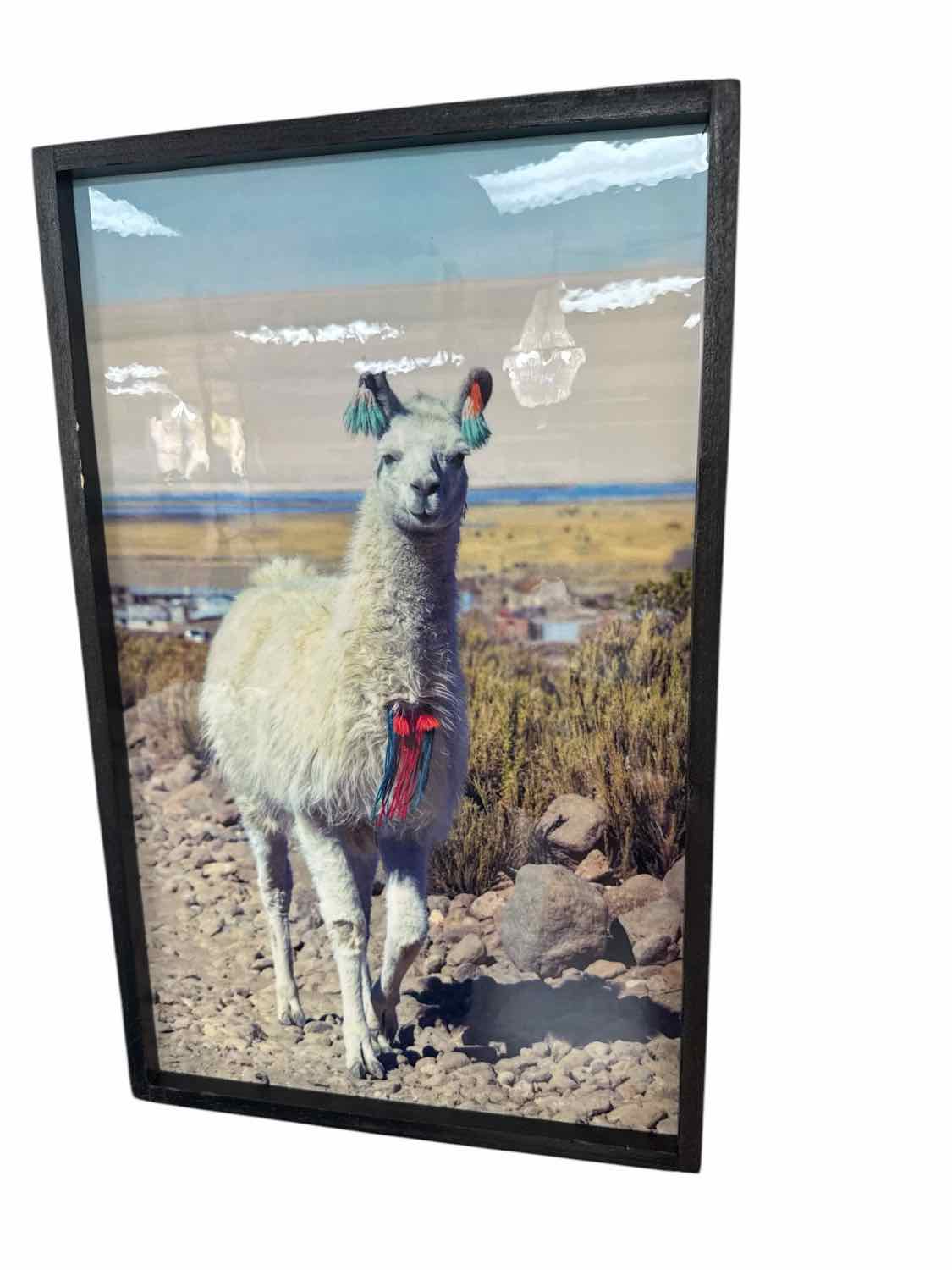 Alpaca Picture 12X19.5