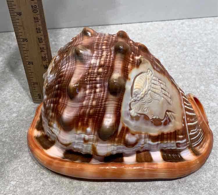 Cameo Shell