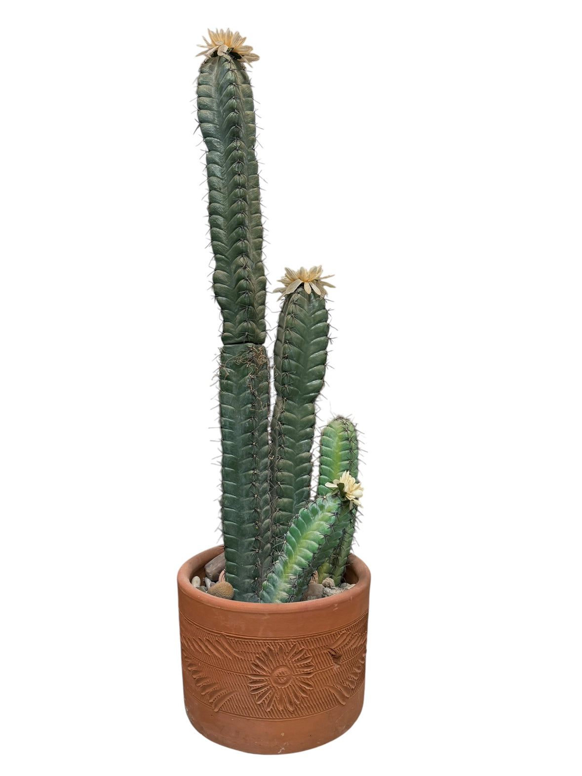 Cactus Plant
