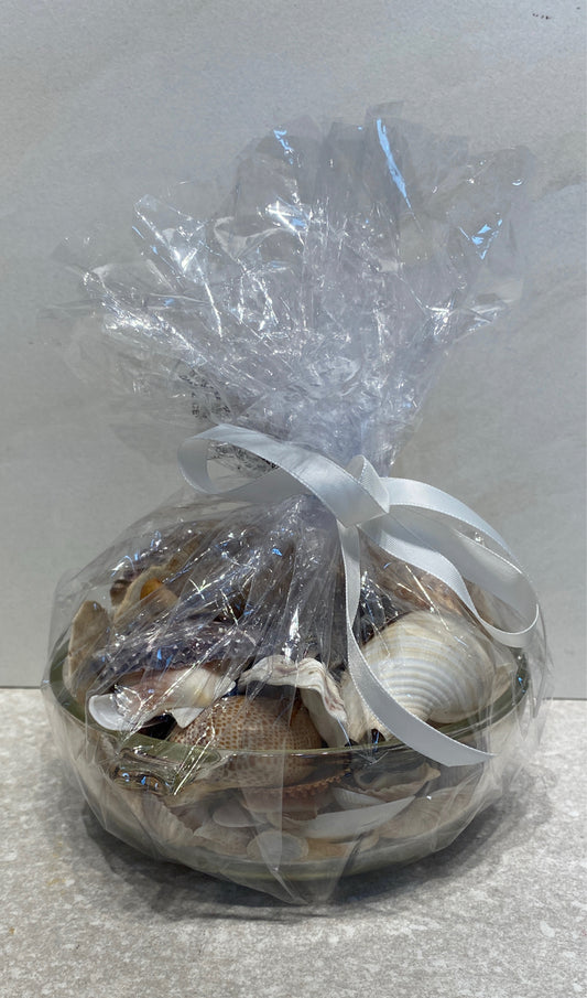 Shells in Bowl