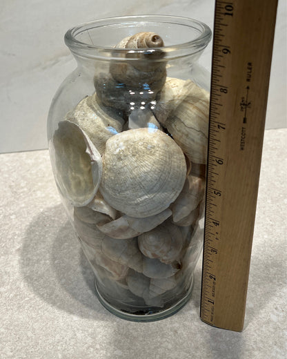 Jar of Shells