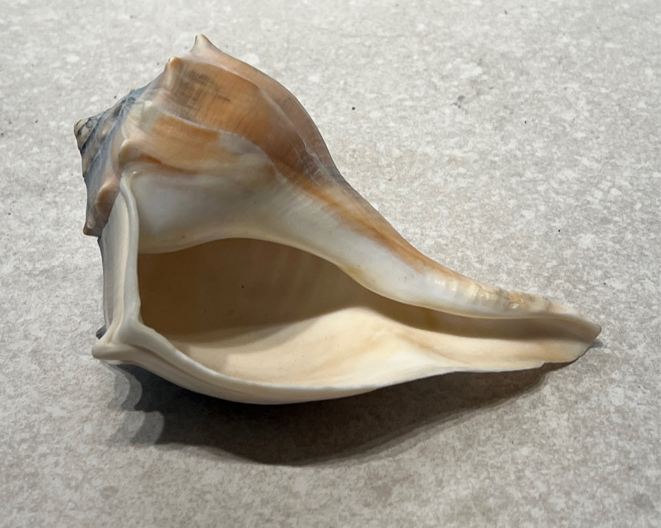 Shell