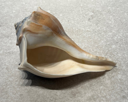 Shell