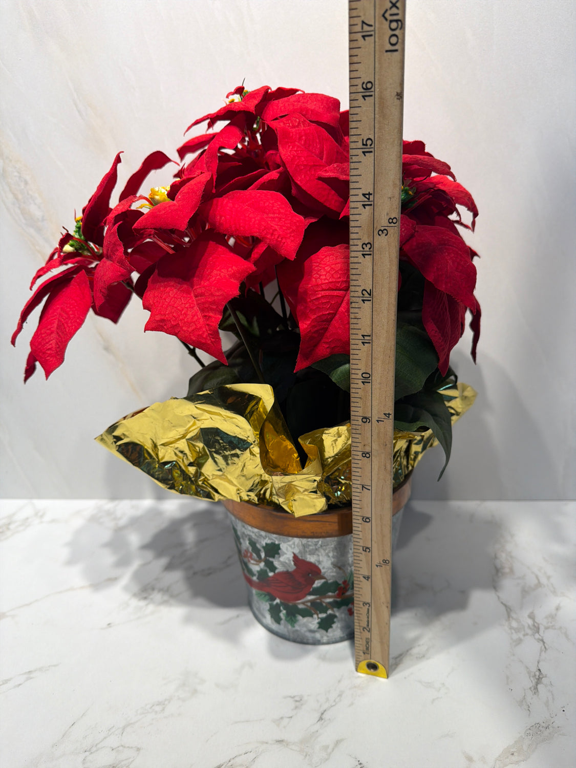 Christmas Pointsttia