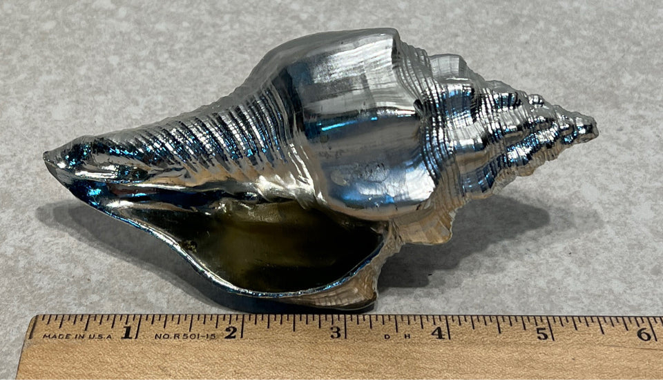 Shell Decor