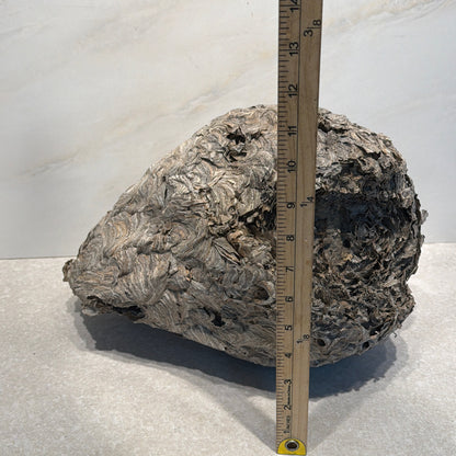 Wasp Nest