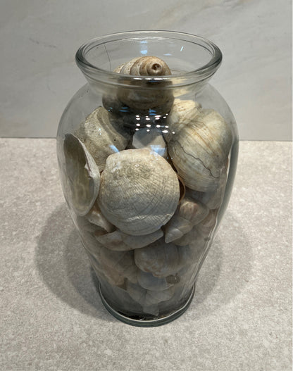 Jar of Shells
