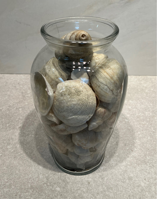 Jar of Shells