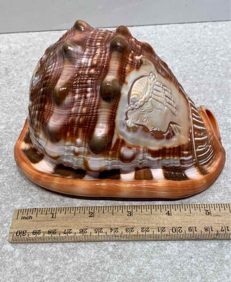 Cameo Shell