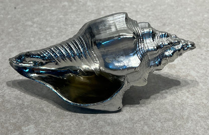 Shell Decor