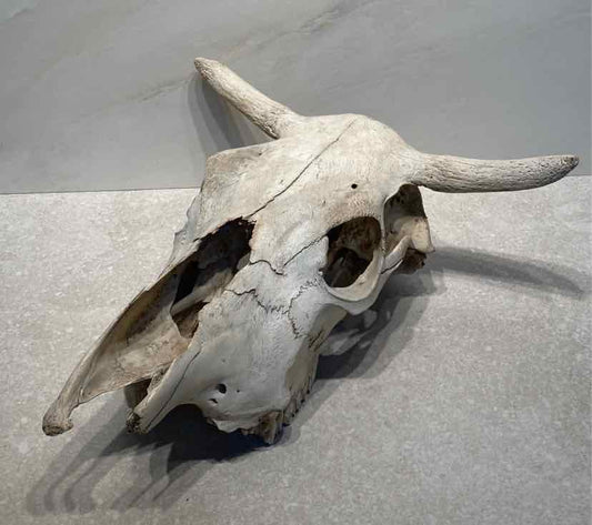 Skull