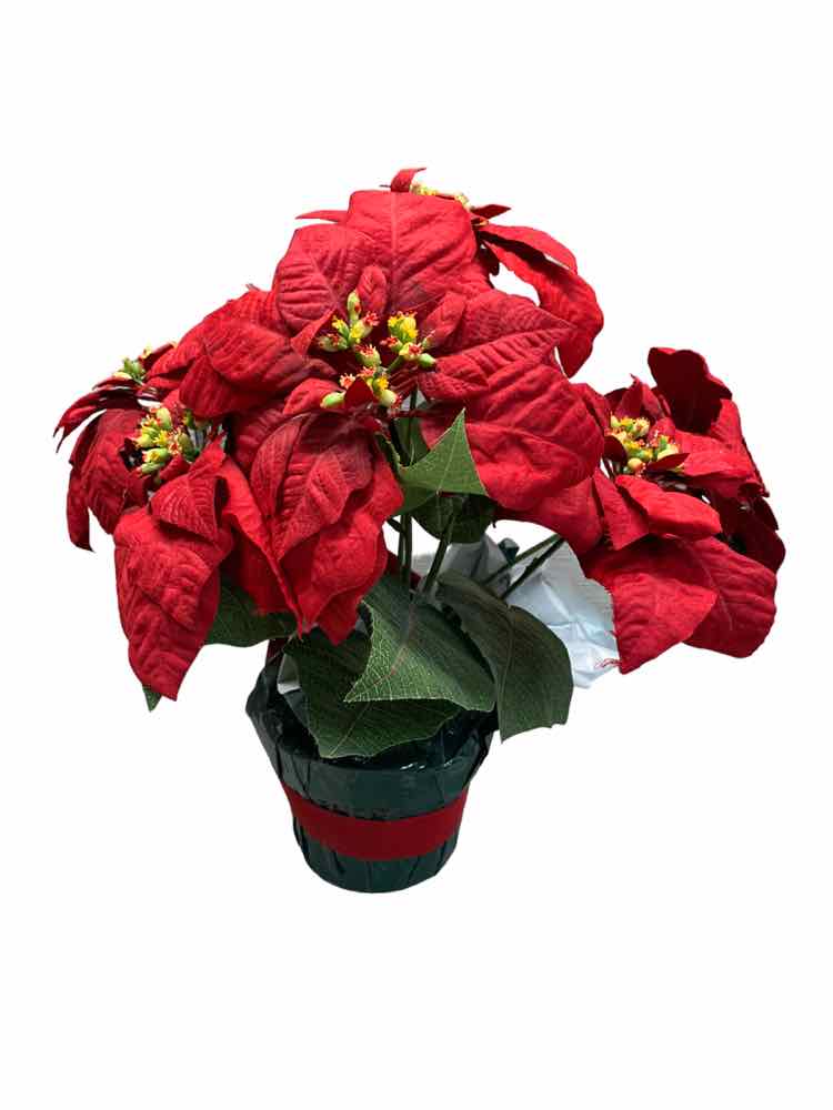 Poinsetta