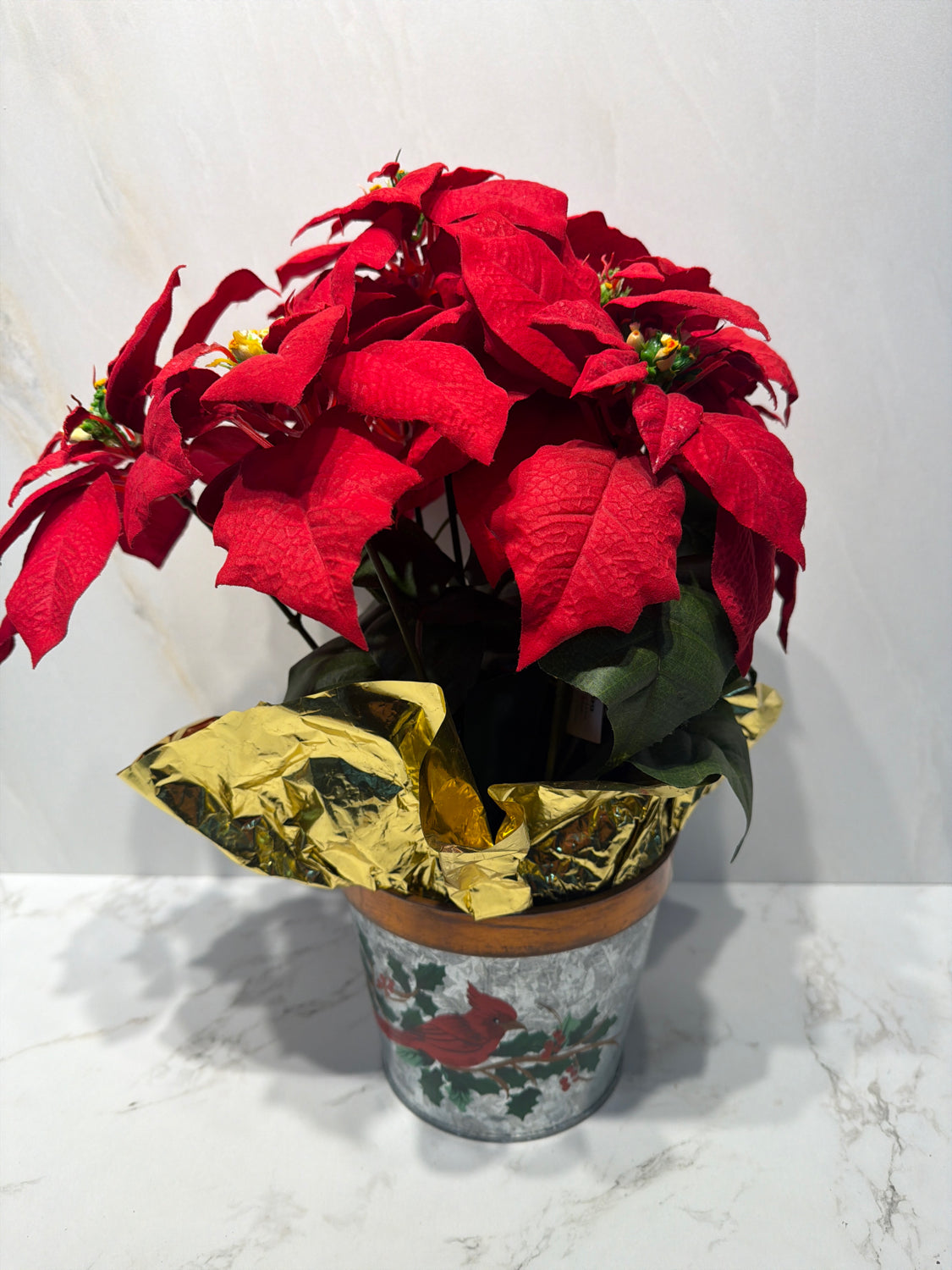 Christmas Pointsttia