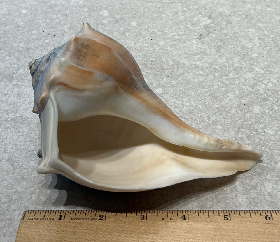 Shell