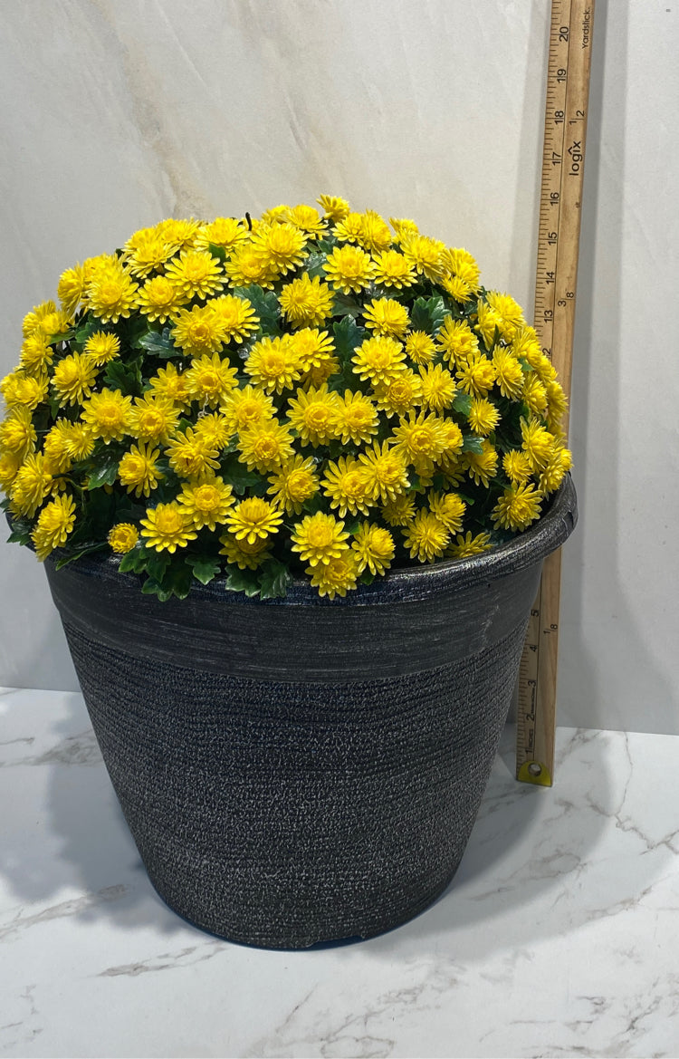 Flowers in Pot