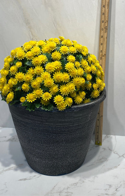 Flowers in Pot
