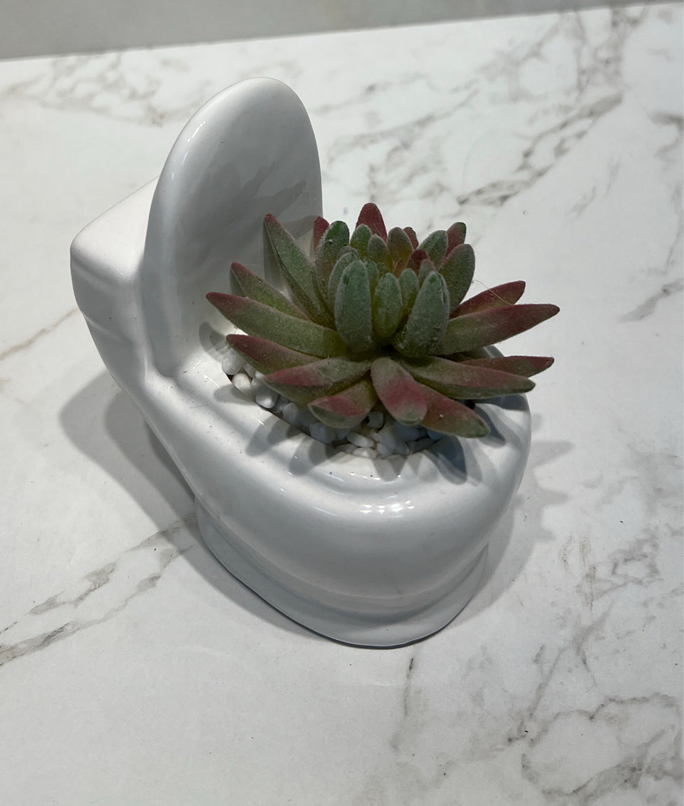 Succulent
