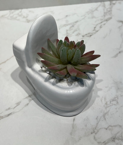 Succulent