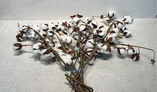 Lot Of Cotton Pics
