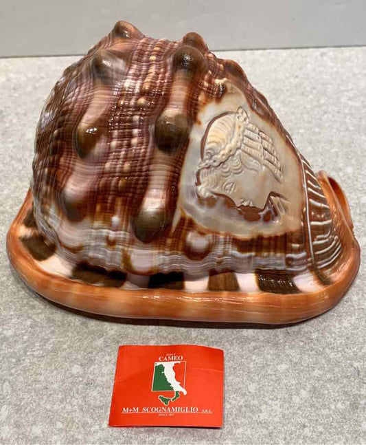 Cameo Shell
