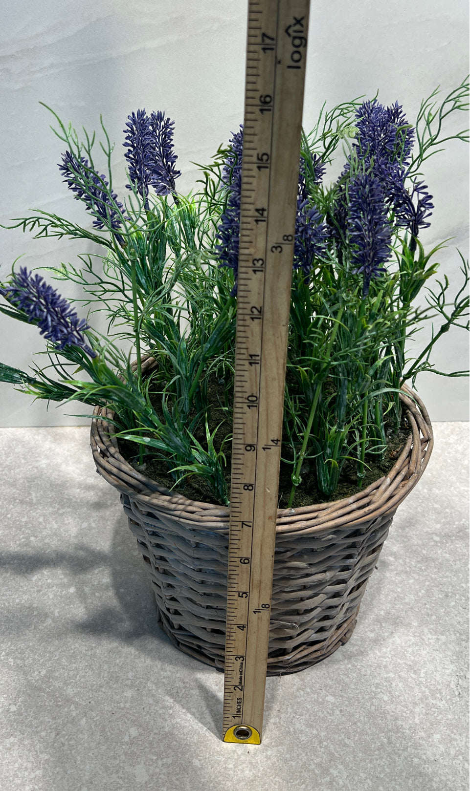Plant