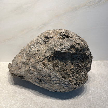 Wasp Nest