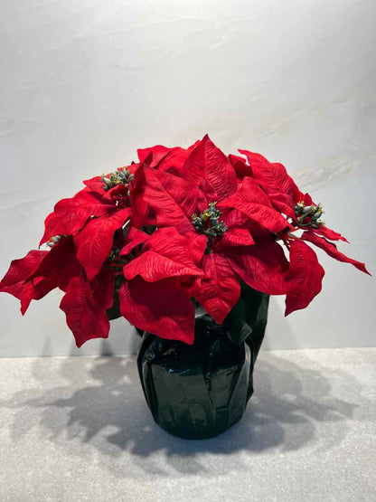 Poinsettia