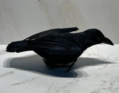 Raven