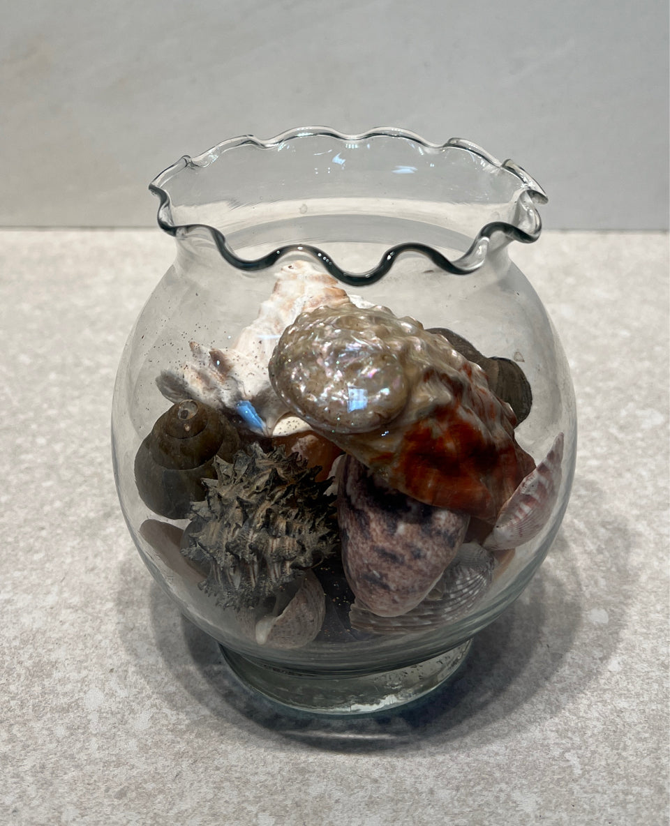 Shells in Jar