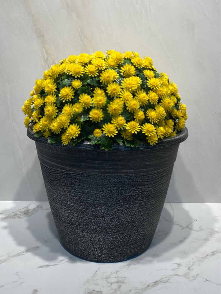 Flowers in Pot