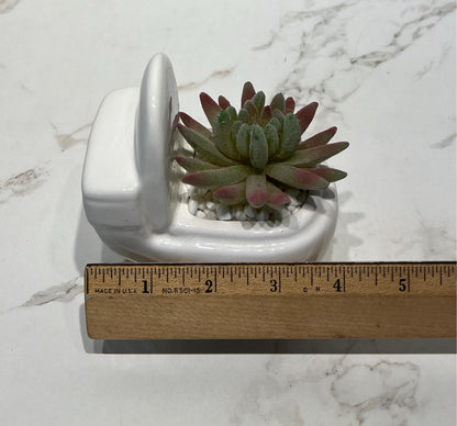 Succulent