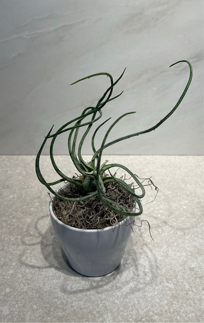 Artifical Decor