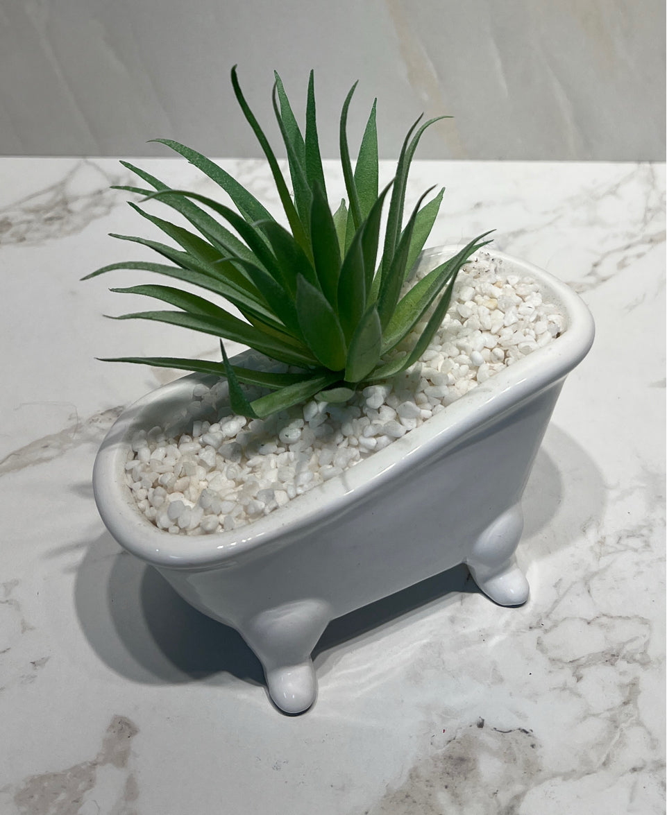 Succulent