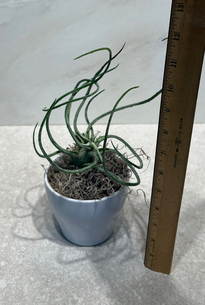 Artifical Decor