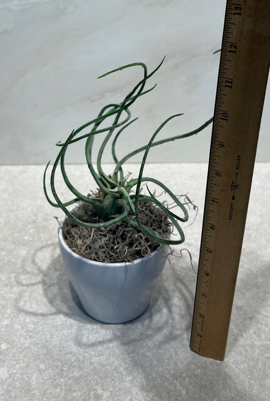 Artifical Decor