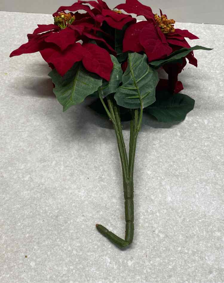 Poinsetta