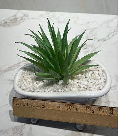 Succulent