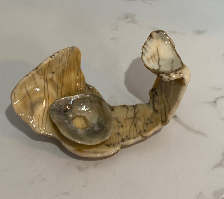 Shell Figurnie