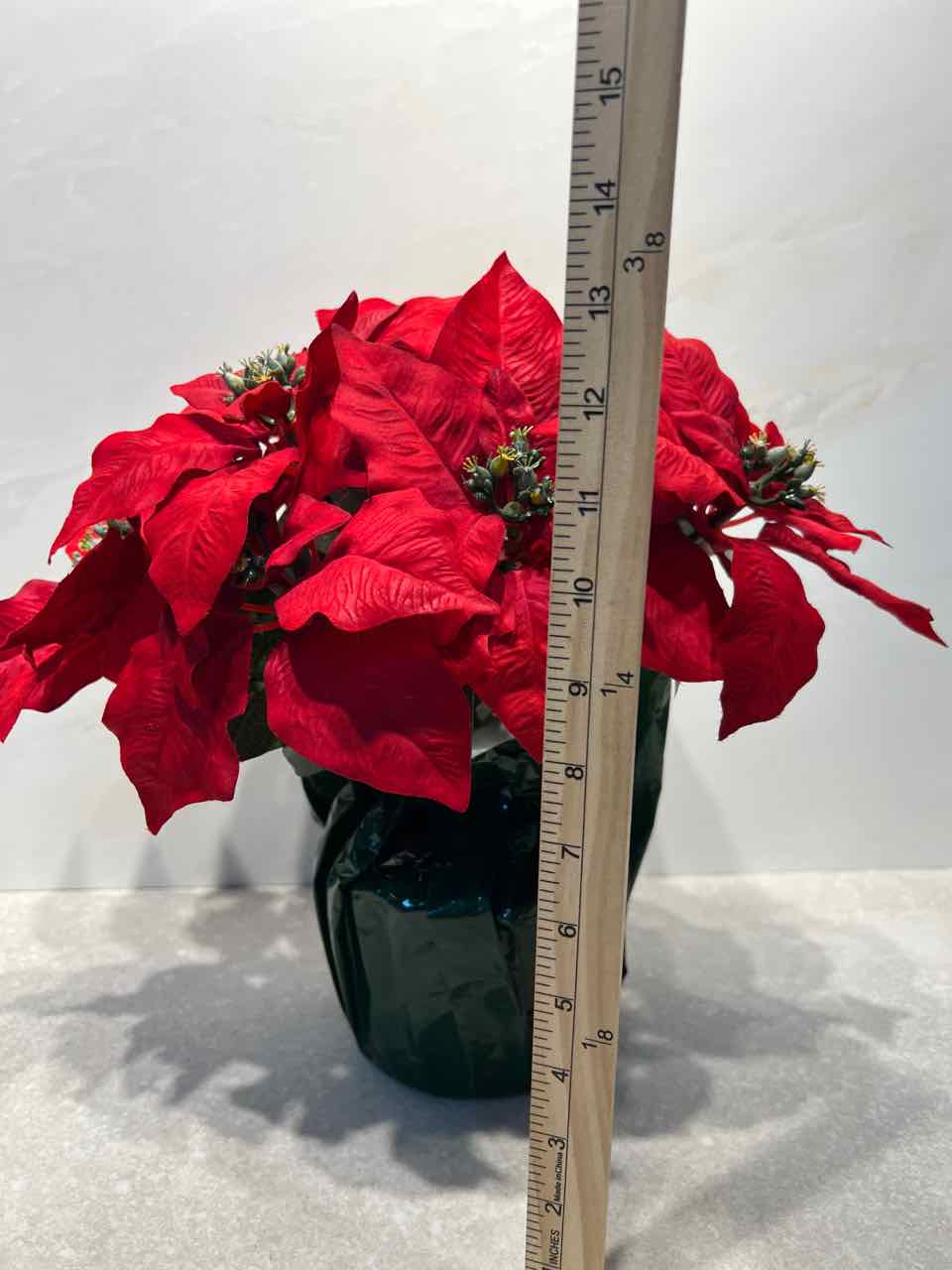 Poinsettia