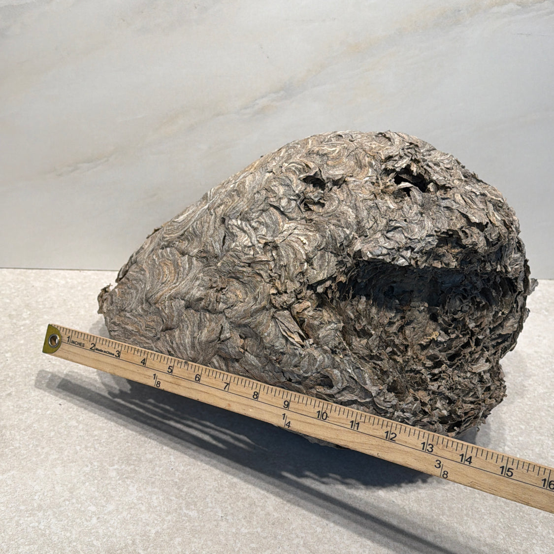 Wasp Nest