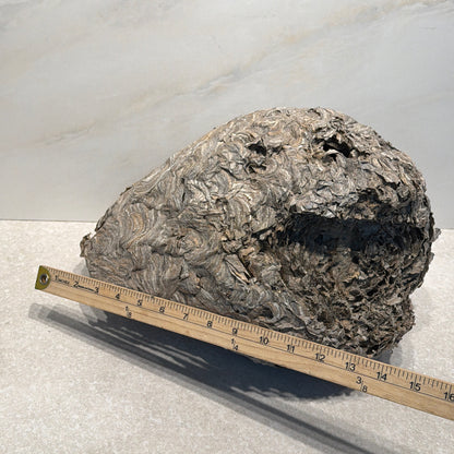 Wasp Nest
