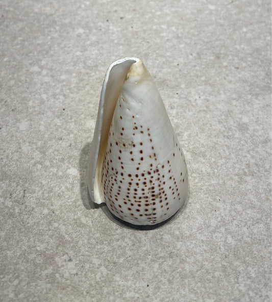 Shell