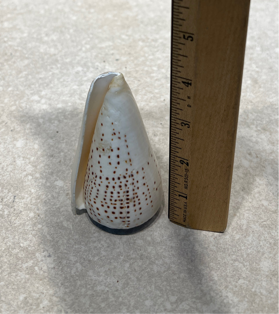 Shell