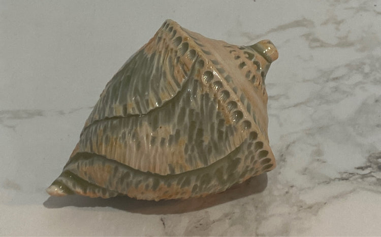 Shell