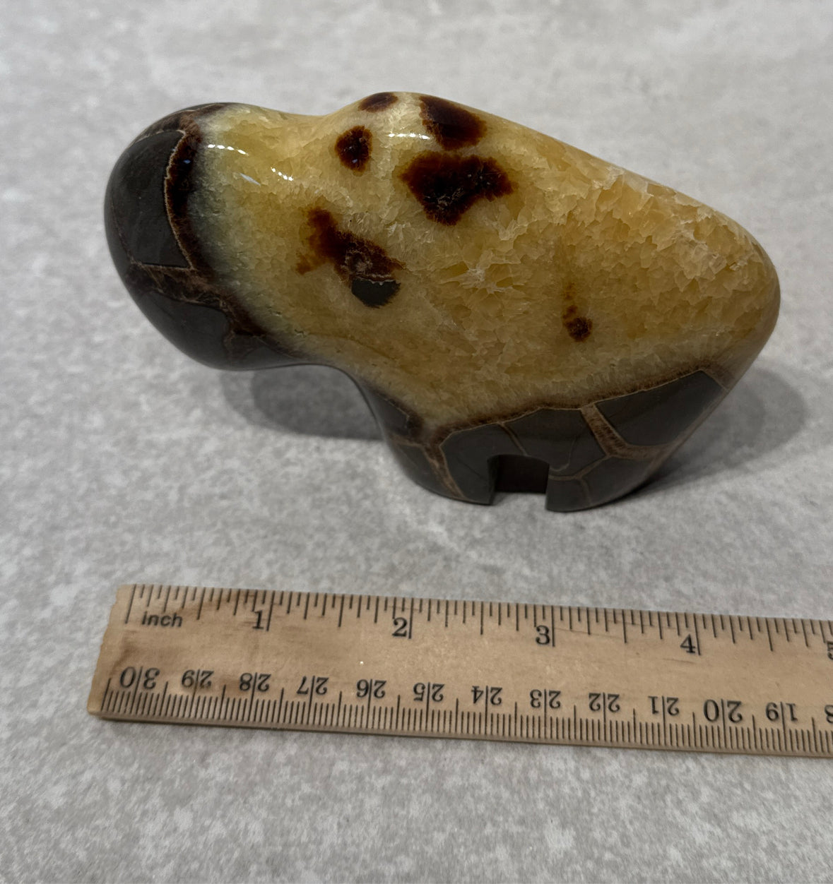 Septarian Bison