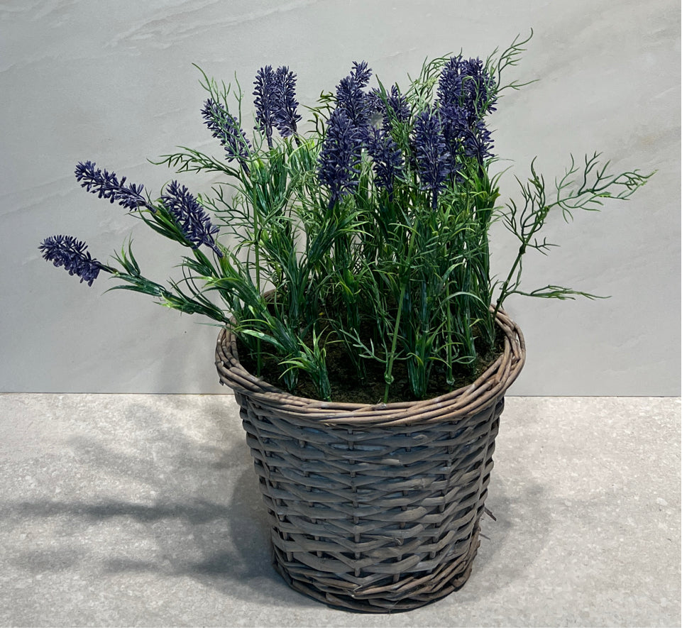 Plant